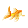 Золотистые рыбки кометы Изображение